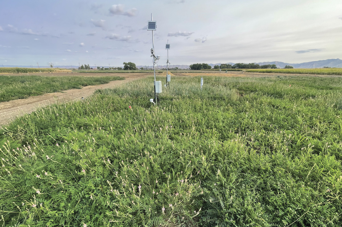 62587-cabot-2024-planted-Sainfoin.jpg