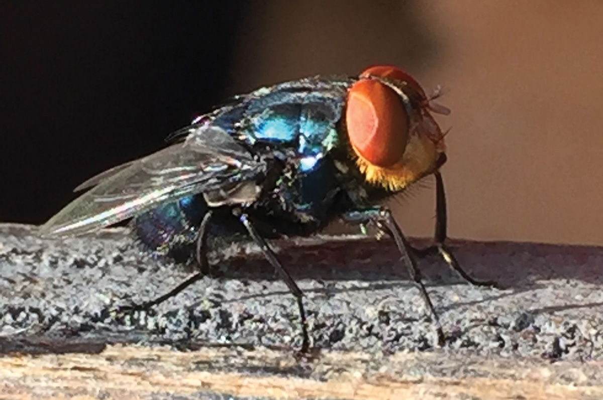 62603-marchant-fly.jpg