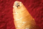 62603-marchant-larva.jpg