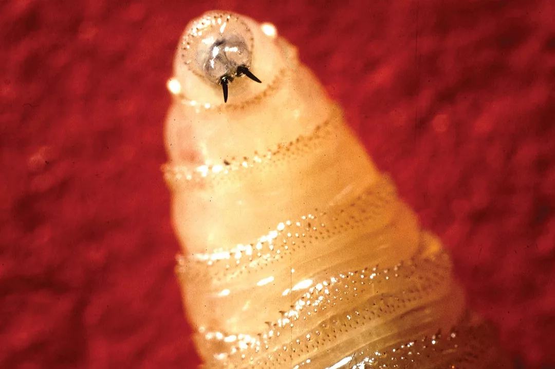 62603-marchant-larva.jpg