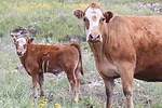 62646-bohnert-img_0130.jpg
