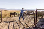 62656-davis-getty.jpg