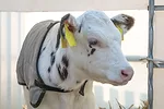62628-ward-calfwithjacket.jpg
