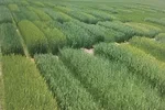 62667-spackman-Forage-oats-and-barley-at-Rexburg2.jpg