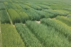 62667-spackman-Forage-oats-and-barley-at-Rexburg2.jpg