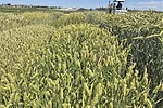62699-spackman-triticale.jpg
