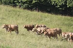 62724-rajo-1382.jpg