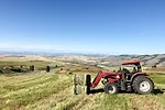 62761-mccarthy-stitt-hay.jpg