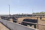 62778-george-i85a6039.jpg