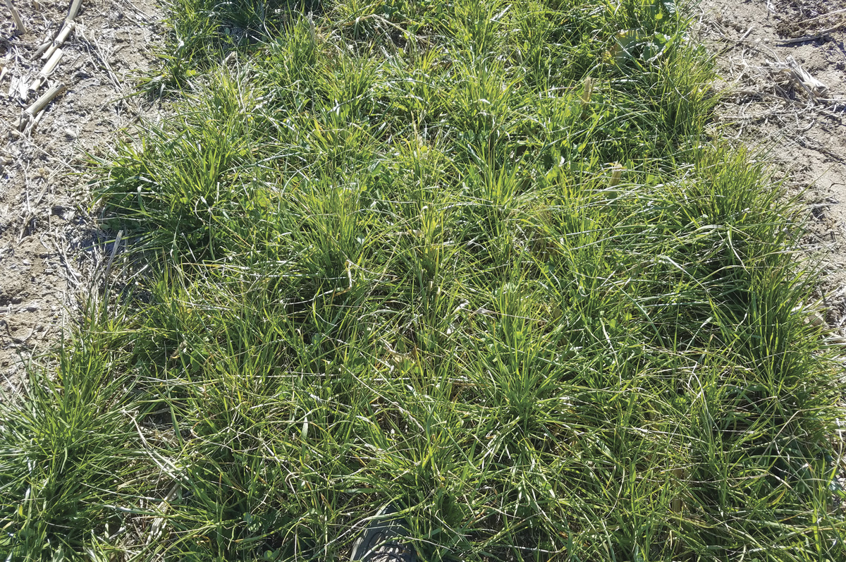 62847-thomas-Cover-crop-Steve-Hines-photo.jpg