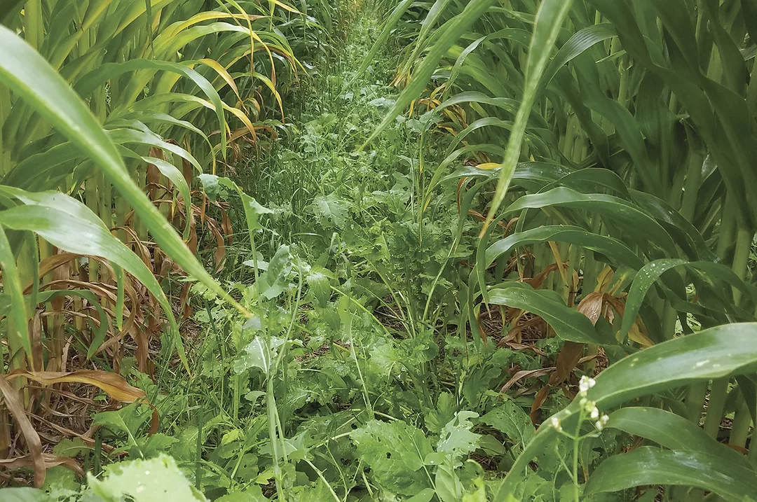 62847-thomas-Drilled-cover-crop-in-corn--Steve-Hines-photo.jpg