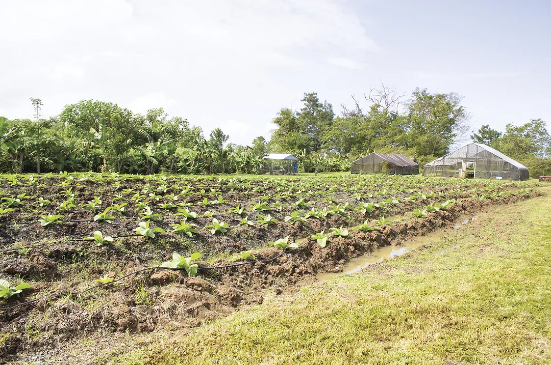 62879-lee-Finca-Neo-Jibairo.jpg