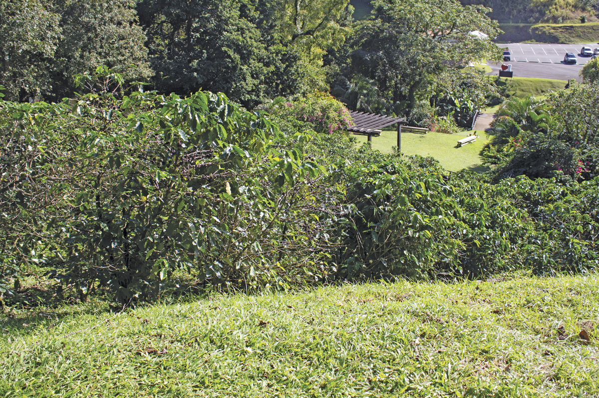 62879-lee-coffee-plants.jpg