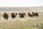 62890-thomas-background-cow-6484.jpg
