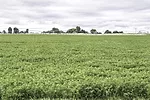 62901-miller-dixon.jpg