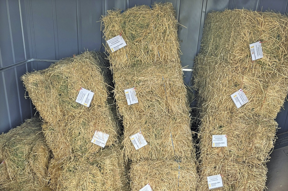 62916-fonnesbeck.hay1.jpg