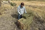 62916-fonnesbeck.hay2.jpg