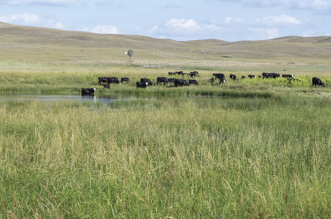 62921-walzTroy-CattleGrazingLake-TMW_5070-resized.jpg