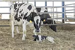 62918-Gladdis-calf-mom-getty.jpg
