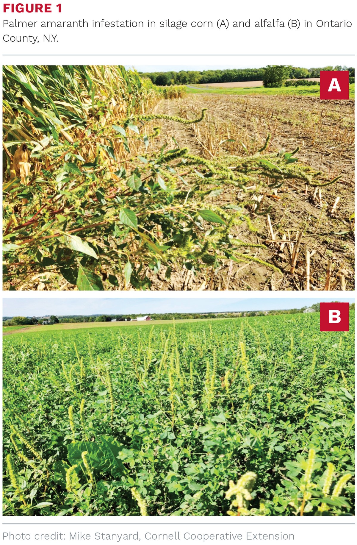 0526pd-cornell-integration-of-forage.jpg
