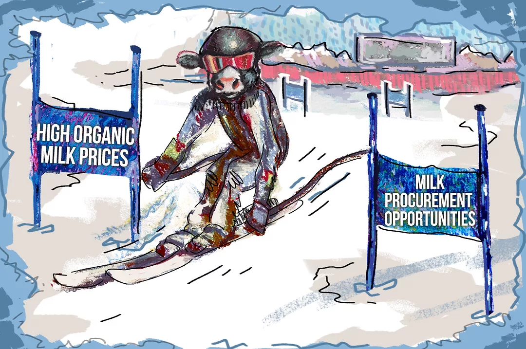 62981-devaney-holstein-cow-skiing.coreylewis.jpg