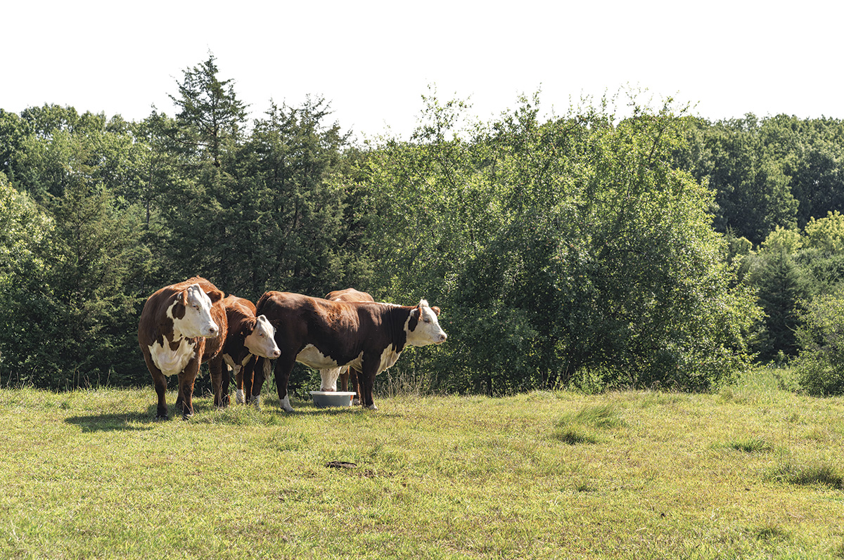 63006-perry-purina_cattleproductsshoot_2024-25.jpg