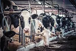 62757-raiche-cows.getty.jpg