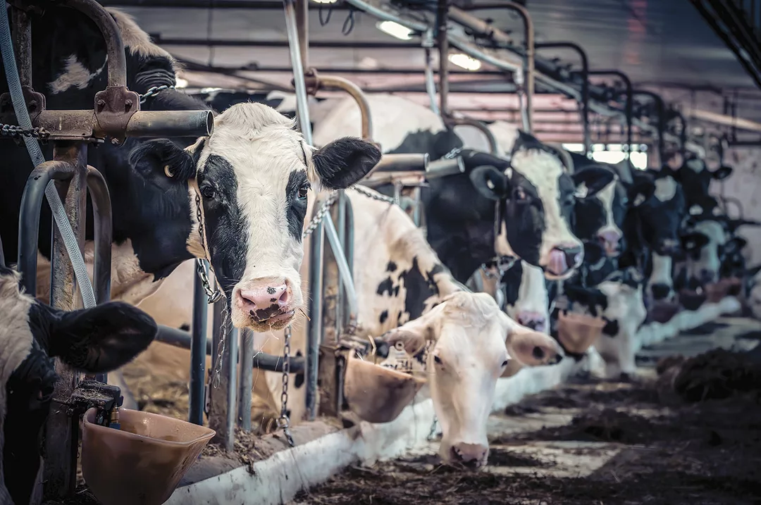 62757-raiche-cows.getty.jpg