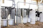 62987-parsons-Beef-on-Dairy-Calves.jpg