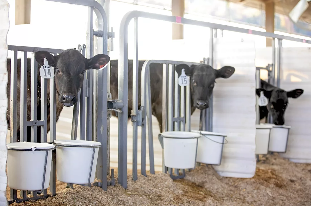 62987-parsons-Beef-on-Dairy-Calves.jpg