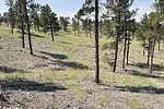 63012-thomas-forest.jpg