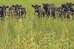 62966-cassady.cows.getty.jpg