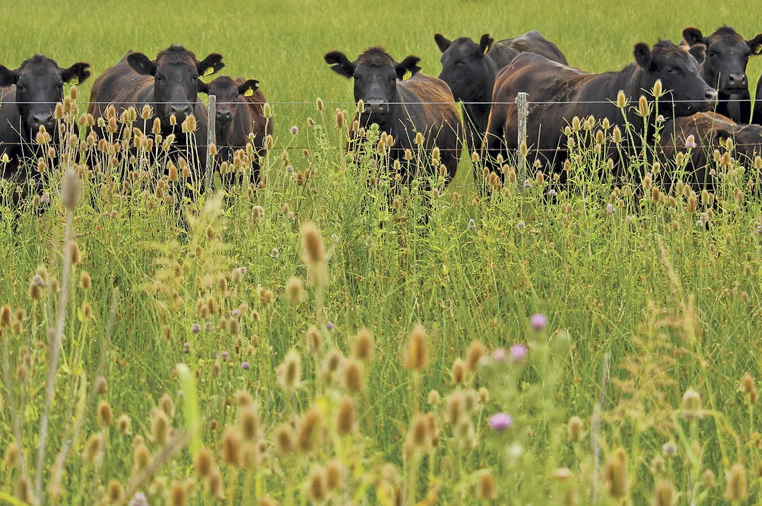 62966-cassady.cows.getty.jpg