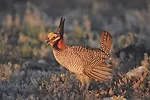 63068-marchant-prairie-chicken.jpg