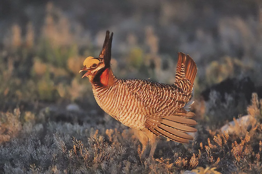 63068-marchant-prairie-chicken.jpg