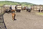 63081-okones-dixon.jpg