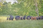63085-shirbroun-Boehringer_Healthy-Heifers-4.jpg