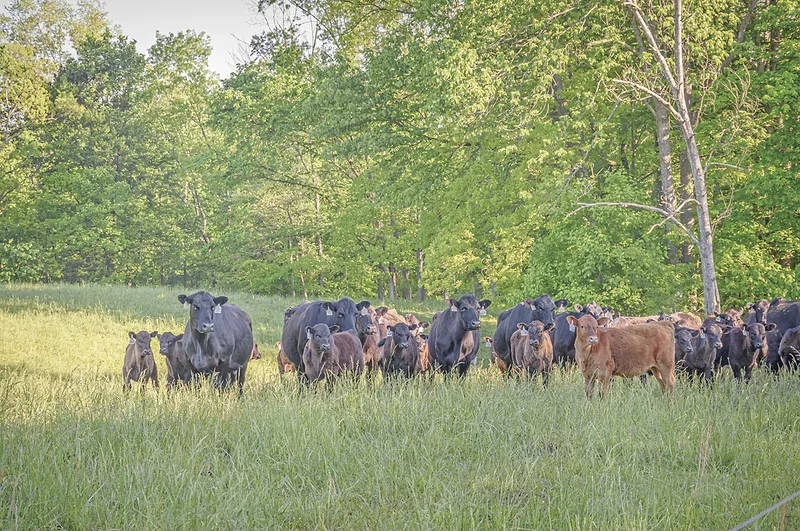 63085-shirbroun-Boehringer_Healthy-Heifers-4.jpg 63085-shirbroun-Boehringer_Healthy-Heifers-4.jpg