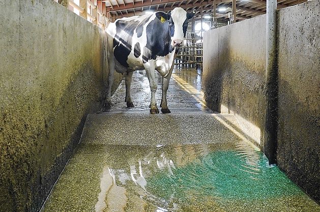 Balancing efficacy, precision and sustainability: How advanced footbath  automation supports the dairy industry's 2050 goals | Ag Proud