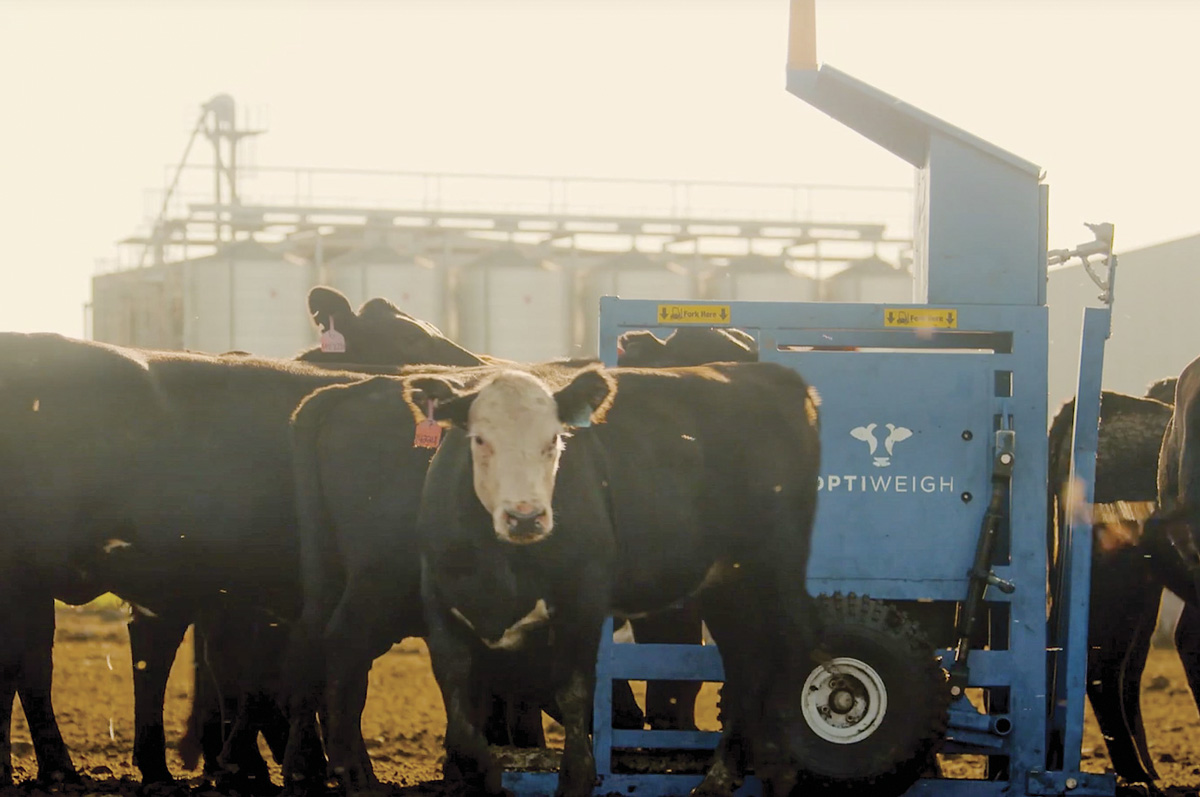 63184-Derksen-Optiweigh-feedlot.jpg