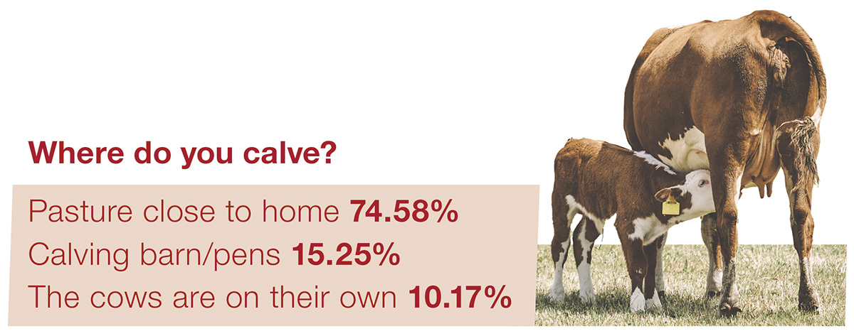 63196-polls-calving.jpg