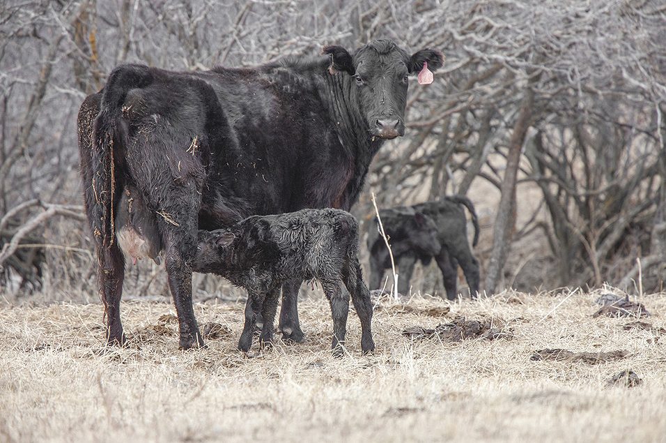 Setting calves up for success: Building a strong start