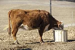 63204-fontes-george.jpg