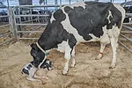 63145-martins-1.jpg
