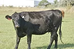 63216-boxler-Cow-on-pasture.jpg