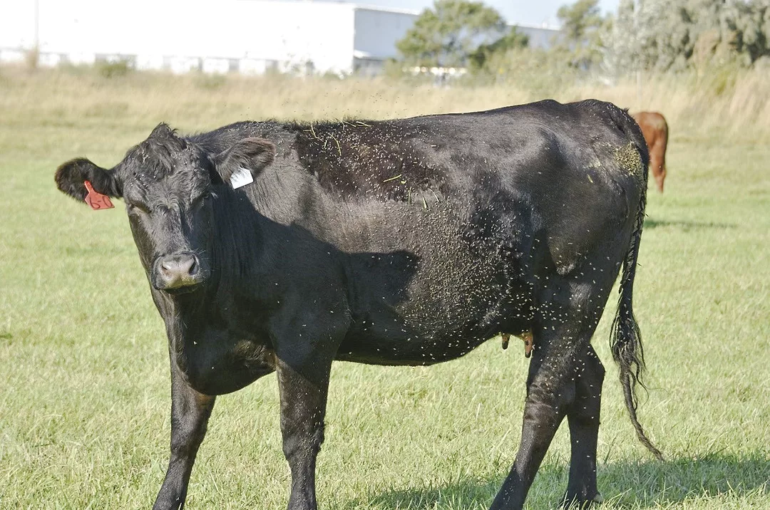 63216-boxler-Cow-on-pasture.jpg