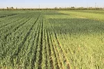 63223-thomas-alfalfa-wheat-grains-wheat..jpg