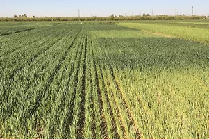 63223-thomas-alfalfa-wheat-grains-wheat..jpg