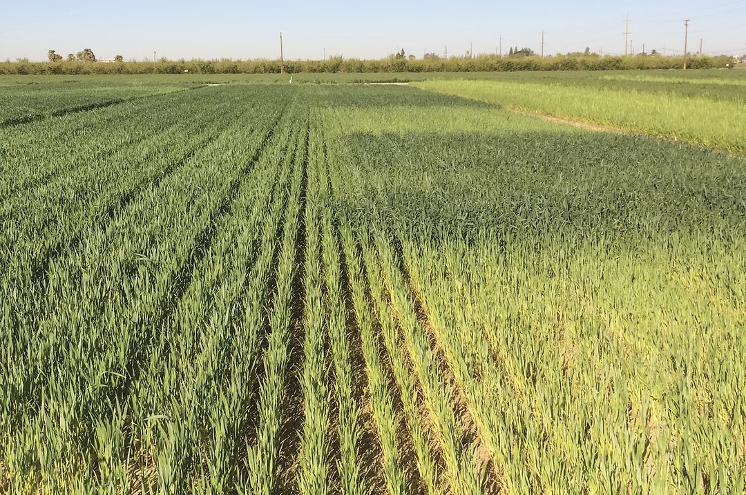 63223-thomas-alfalfa-wheat-grains-wheat..jpg