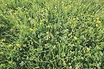 63226-sagers-birdsfoot-grass-mix.jpg